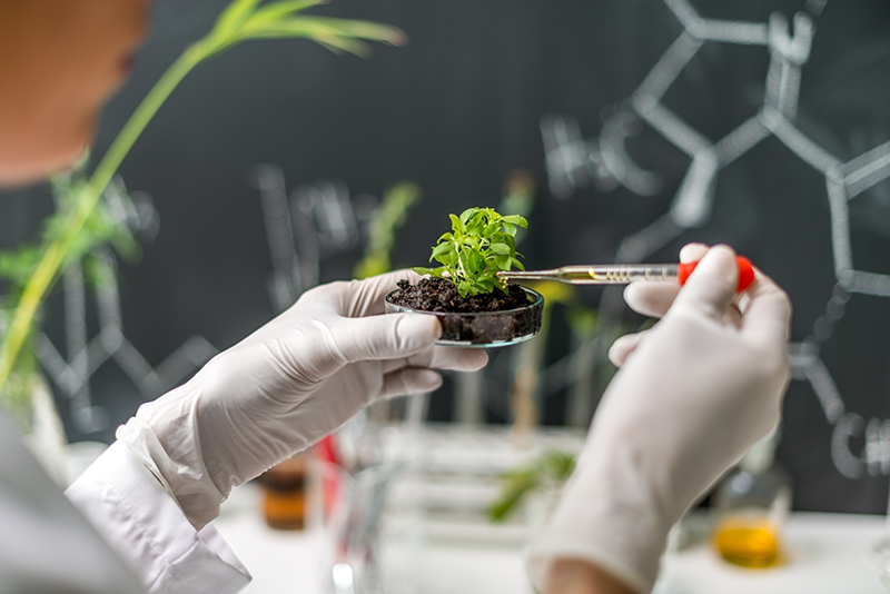 Science biology ecology research — plant specimen analysis in laboratory